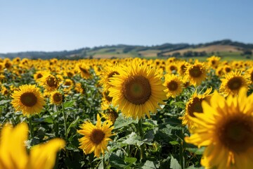 Obraz premium Vast field of sunflowers bathed in warm sunlight and blue sky