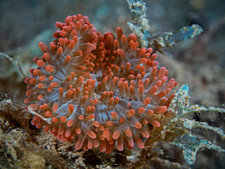 Sea anemone at night, Seeanemone in der Nacht