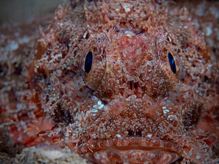 Tasseled Scorpionfish - Scorpaenopsis oxycephala - Fransen-Drachenkopf
