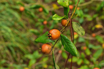 Fresh unripe medlar hanging on tree.