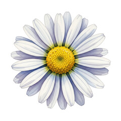 Watercolor Daisy Flower isolated on a transparent background