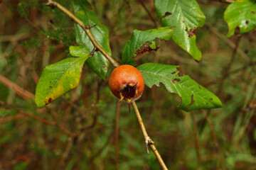Unripe medlar fruit on tree branch.