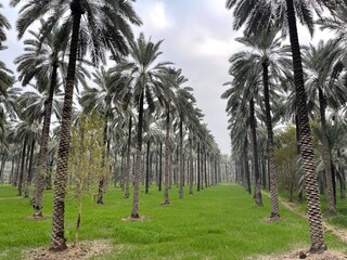 Obraz premium Khairpur, Sindh, Pakistan: lush date palm orchard along N-5 Highway, featuring organized rows of tall palms, vibrant green grass, and tranquil misty scenery.