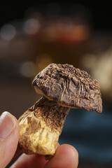 Fresh Shiitake Mushroom with Textured Cap Held in Hand for Cooking and Culinary Use