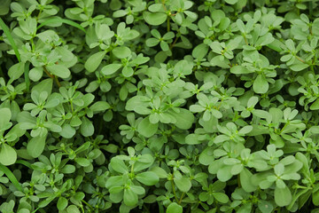 Fresh Amaranth Medicinal Herbs Growing in Field for Chinese Medicine and Gourmet Recipe Ingredients