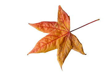 Yellow Red Dry Autumn Leaf on White Background