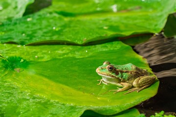 A green frog sits on a lily pad in a serene pond, surrounded by nature. This image beautifully illustrates the essence of pond life, perfect for educational or environmental themes.
