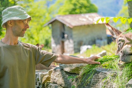 Happy Young farmer feeding donkey with fresh grass, enjoying bond, connection with farm animal, rural harmony moment, Equus africanus asinus