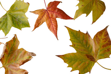 Autumn Leaves Arrangement on White Fall Foliage Still Life