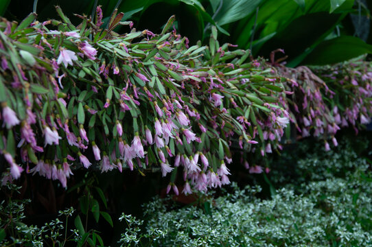 Rhipsalidopsis cactus displaying abundant pink flowers, great for plant databases, garden publications and botanical themes.