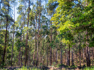 Obraz premium Eukalyptus