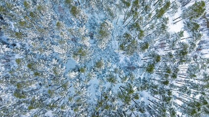 Experience the serene beauty of a snow-covered forest in Estonia. This aerial shot captures the essence of winter landscapes, perfect for showcasing Estonia s natural charm.