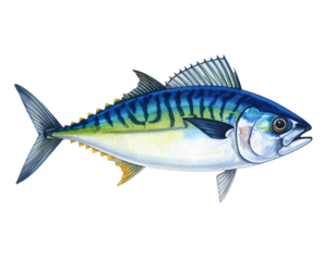 Hand-Drawn Style Striped Fish with Watercolor Shading and Bold Markings, Food Illustration, Isolated