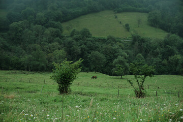 Green mountain pastures divided by small groves and bushes, with a grazing horse
