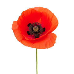 Obraz premium Red Poppy Flower isolated on a transparent background