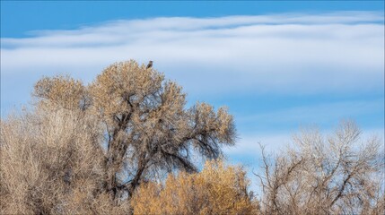 Bird perched atop a leafless tree under a partly cloudy sky during daytime