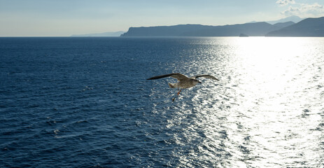 Obraz premium Gaviota con pata amputada y red de pesca enredada, volando sobre un mar resplandeciente con fuertes reflejos solares y siluetas de montañas costeras en el horizonte. 