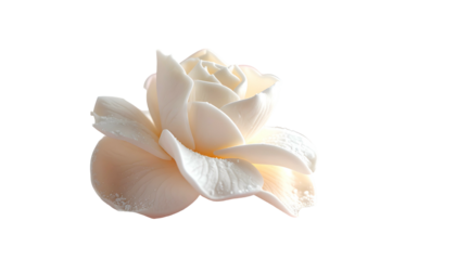 A delicate off-white rose with softly lit petals, isolated on a black background