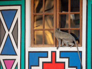 Naklejka premium Grüne Meerkatze