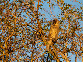 Naklejka premium Grüne Meerkatze
