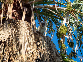 Naklejka premium Grüne Meerkatze