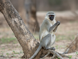 Fototapeta premium Grüne Meerkatze