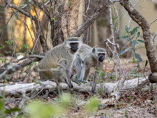 Fototapeta premium Grüne Meerkatze