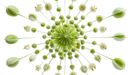 Overhead macro of a central green cluster radiating outwards with budding white florets