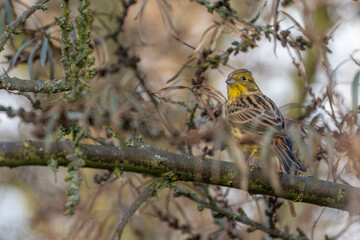 Yellowhammer Emberiza citrinella perched among tangled branches in winter. Detailed feathers and soft bokeh create a natural wildlife portrait.