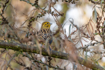 A yellowhammer Emberiza citrinella sits on a lichen-covered branch, framed by twigs. The yellow head contrasts with the muted woodland background.