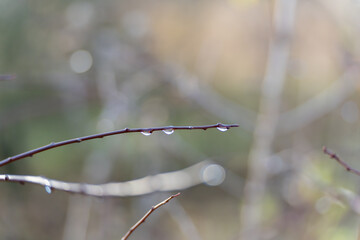 Close-up of a twig with clear water droplets after rain. Minimal nature scene with creamy bokeh and gentle sunlight.