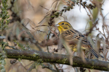 Close-up of a yellowhammer Emberiza citrinella sitting on a branch among dry twigs. The fine feather pattern and bright yellow head are clearly visible.