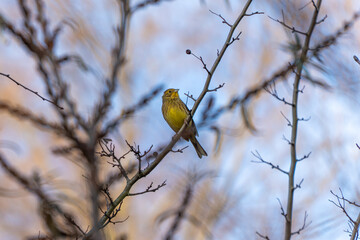 A yellowhammer Emberiza citrinella sits on a bare branch against a blue and orange winter sky. The colorful bird contrasts beautifully with the soft background.