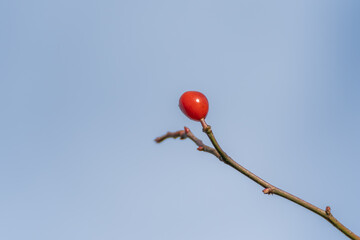 A single red rosehip Rosa canina berry stands out against a clear blue sky. Minimalistic composition highlights the bright fruit and slender twig.