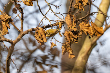 A goldcrest Regulus regulus, Europes smallest bird, hides among dry leaves and branches. Its olive plumage and bright crest catch the winter sunlight.