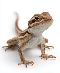 Obraz premium Lizard with detailed scales isolated on white background.
