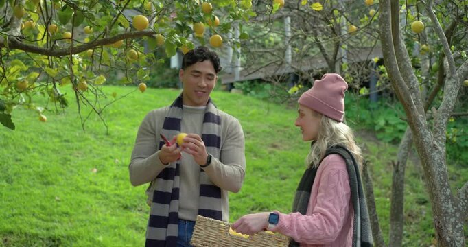 Diverse couple arriving at orchard harvesting via shears to fill basket, sniffing, scanning canopy - Powered by Adobe