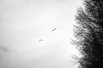 Solitude and Flight: Two Birds in Minimalist Monochrome Sky