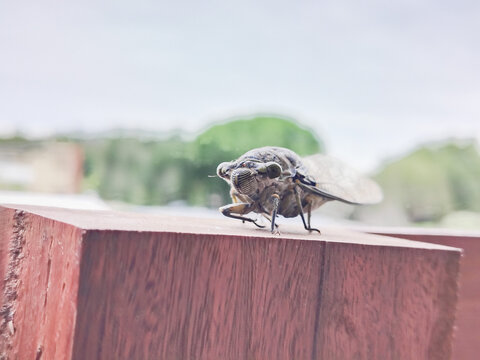 Coyuyo. Insecto grande posado sobre madera, captado en primer plano con fondo desenfocado, mostrando detalles de alas, ojos y textura corporal. Chicharra gigante.