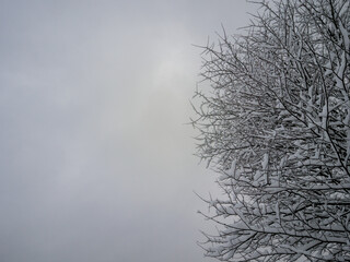 Snow covered tree branches against cold gray sky in Chartreuse Mountains