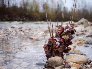 Horizontal Background - Dark Autumn Leaves with Snow on River Stones