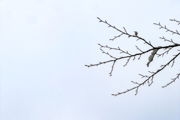 Clean Minimalist Winter Branches Against Light Blue Sky
