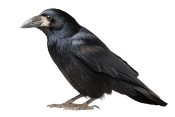 Rook silhouette illustration isolated on transparent background