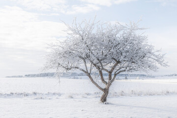 Winter landscape with snow and frost