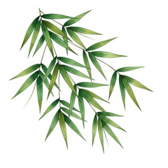 Fototapeta premium Watercolor Bamboo leaves on branches isolated on a transparent background