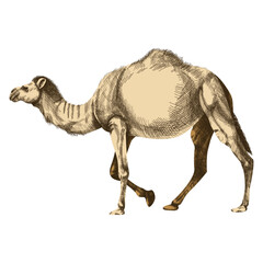 Camel realistic illustration, ship of the desert