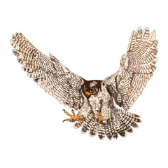 Falcon realistic illustration