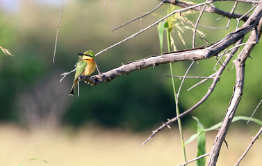 Little Bee-Eater perched on a branch, Okavango Delta, Botswana
