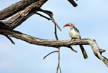 Southern Red-billed Hornbill perched on a tree branch, Okavango Delta, Botswana
