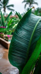 Close-up of a large, glossy green leaf with prominent veins, blurred background with foliage